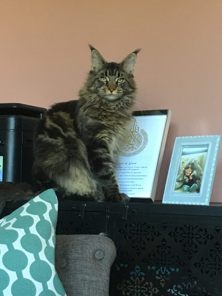 Nos Maine Coons