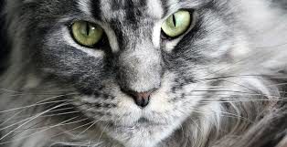 L'arche des coons prestigieux